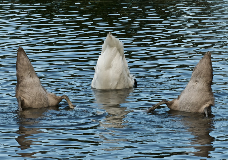 Swans2908161