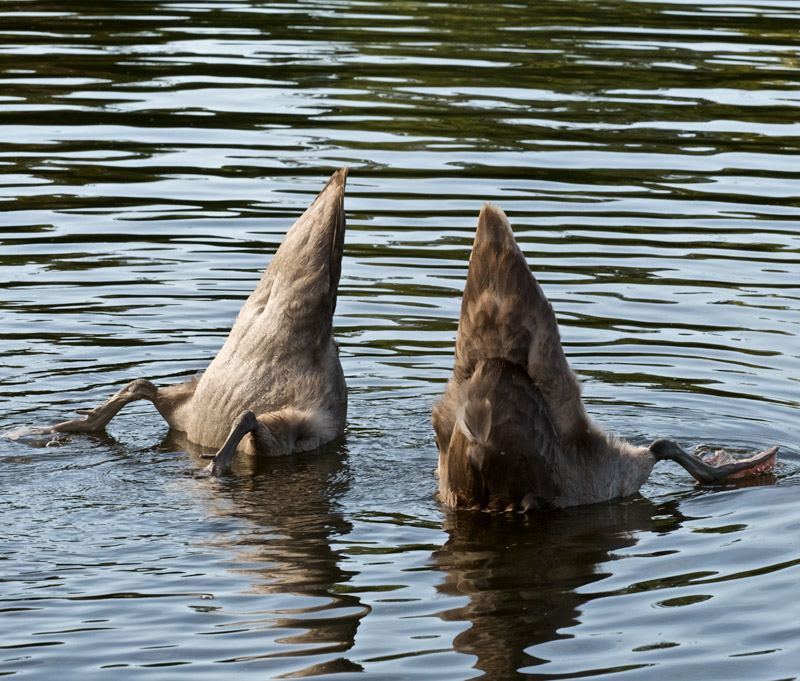 Swans2908162