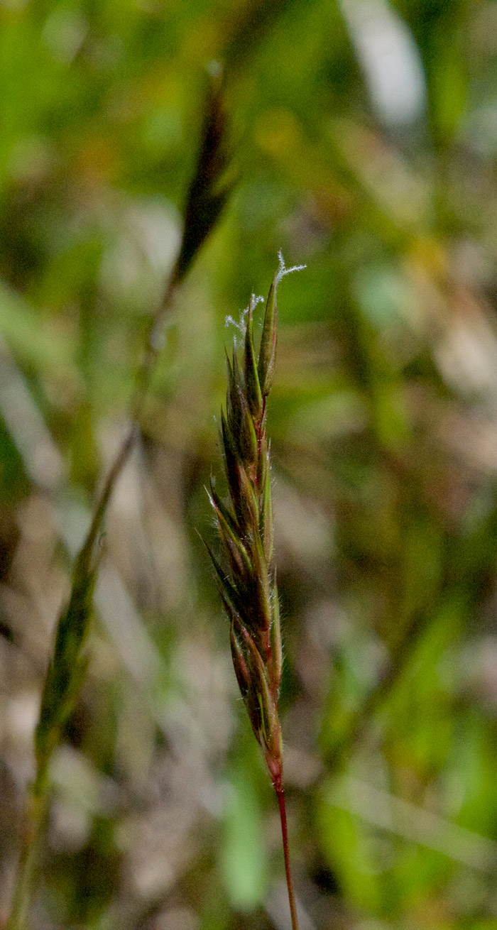 sweetvernalgrass0505161