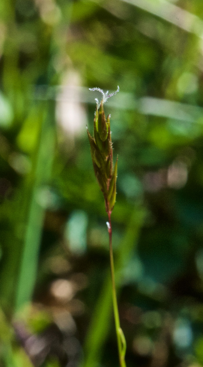 sweetvernalgrass0505162