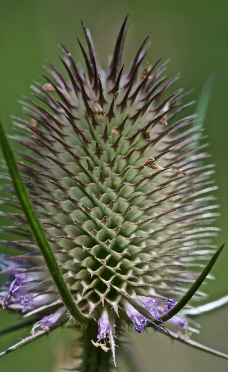 Teasel1808161