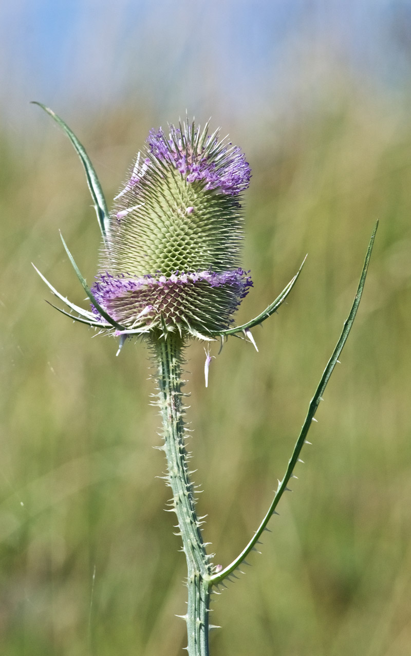 Teasel2408161