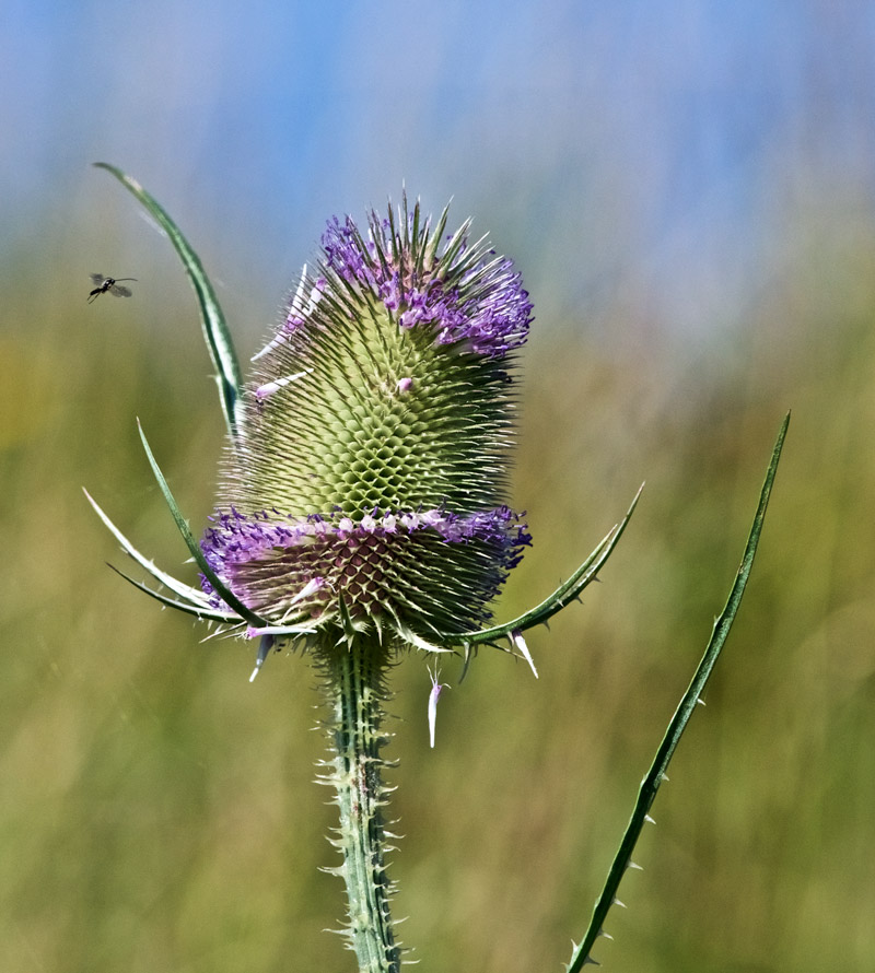 Teasel2408162