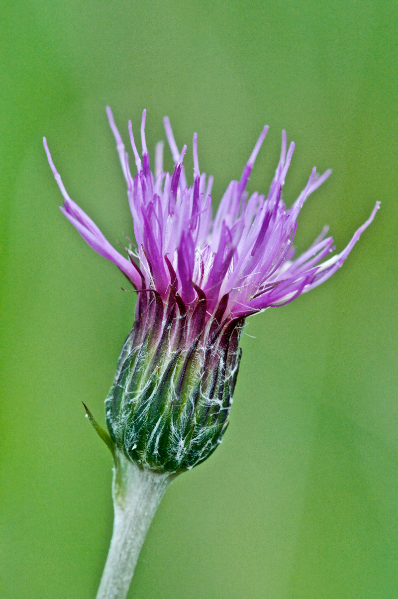 thistle050616