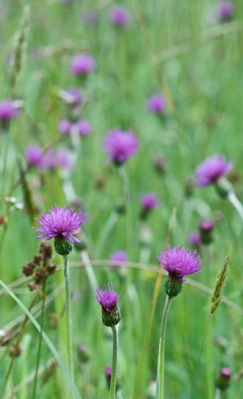 thistle0506161