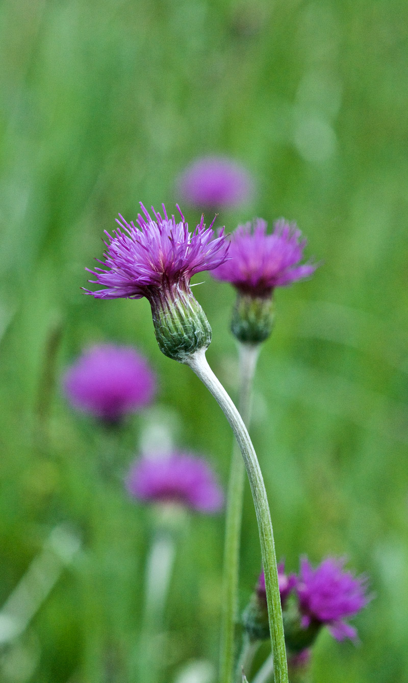 thistle0506162