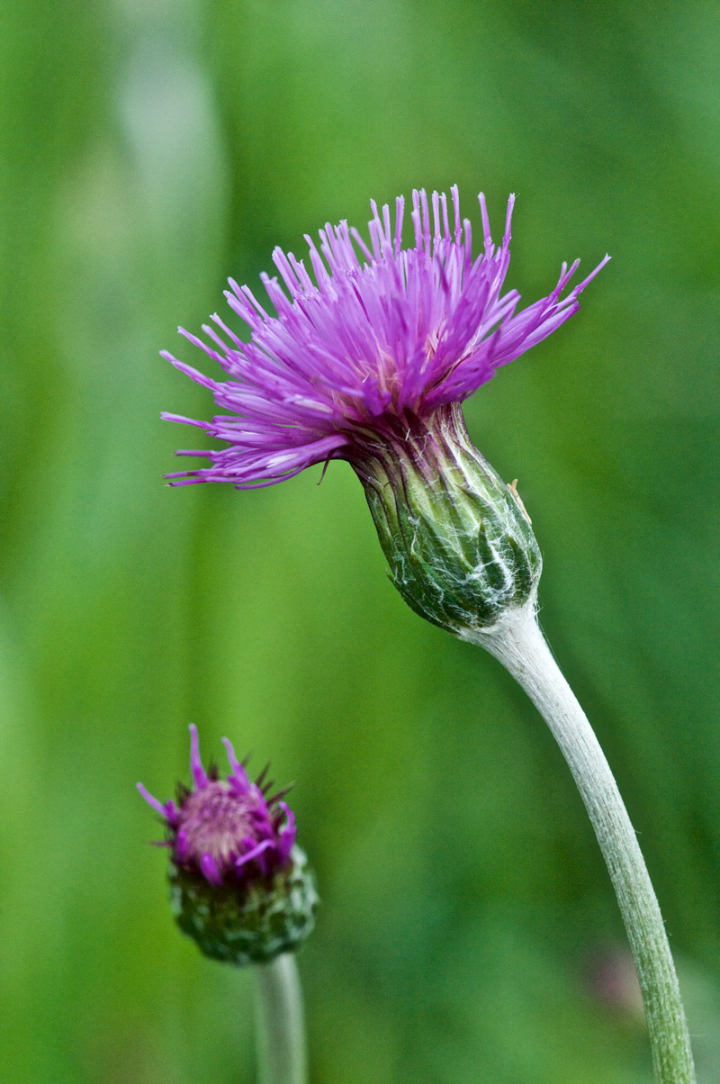 thistle0506163