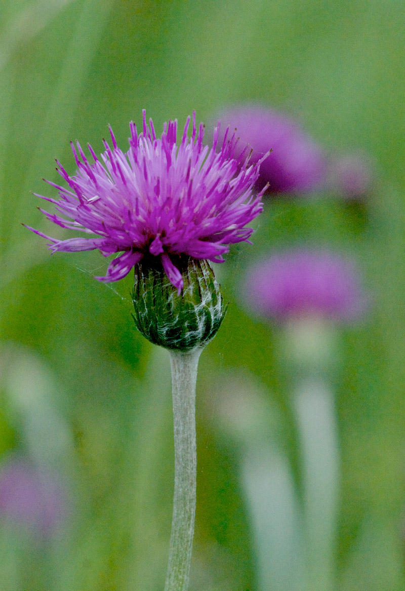 thistle0506164