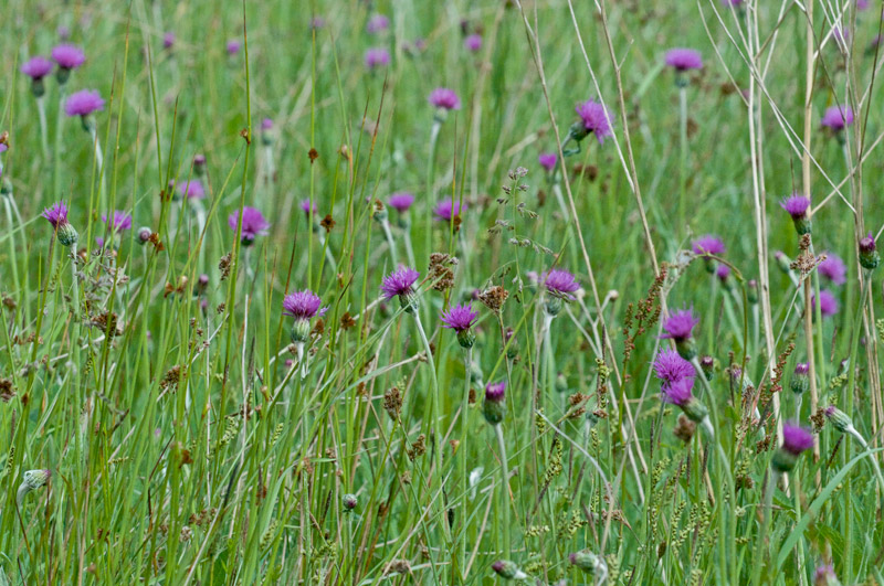 thistle0506165