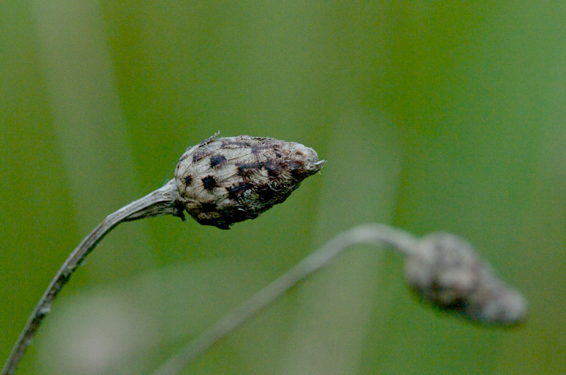 thistle0506166