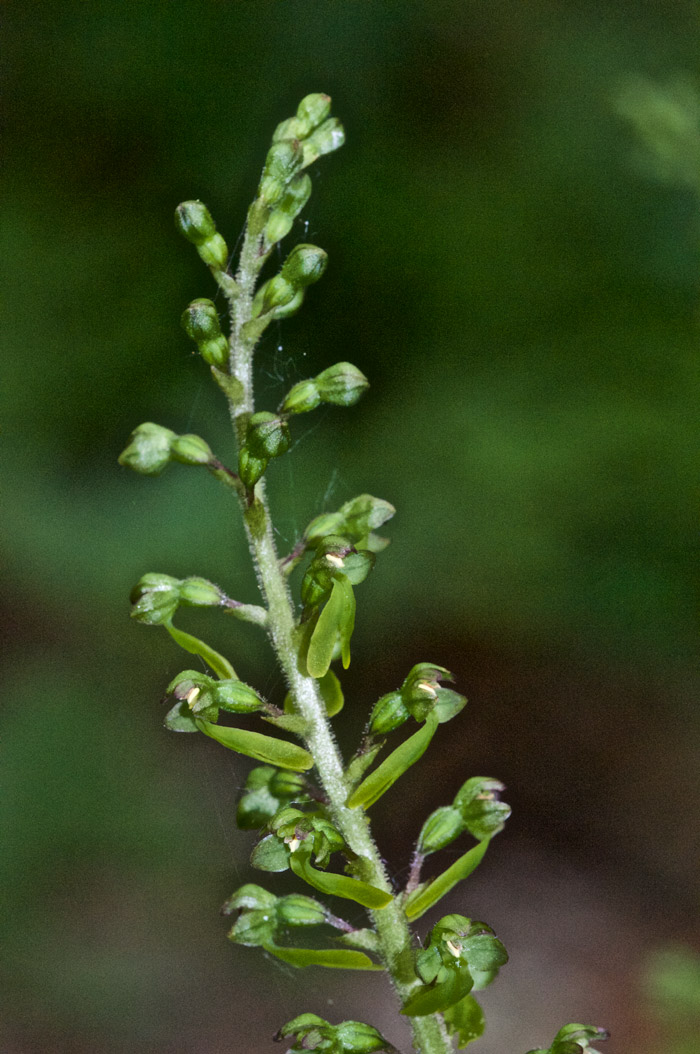 Twayblade1605162