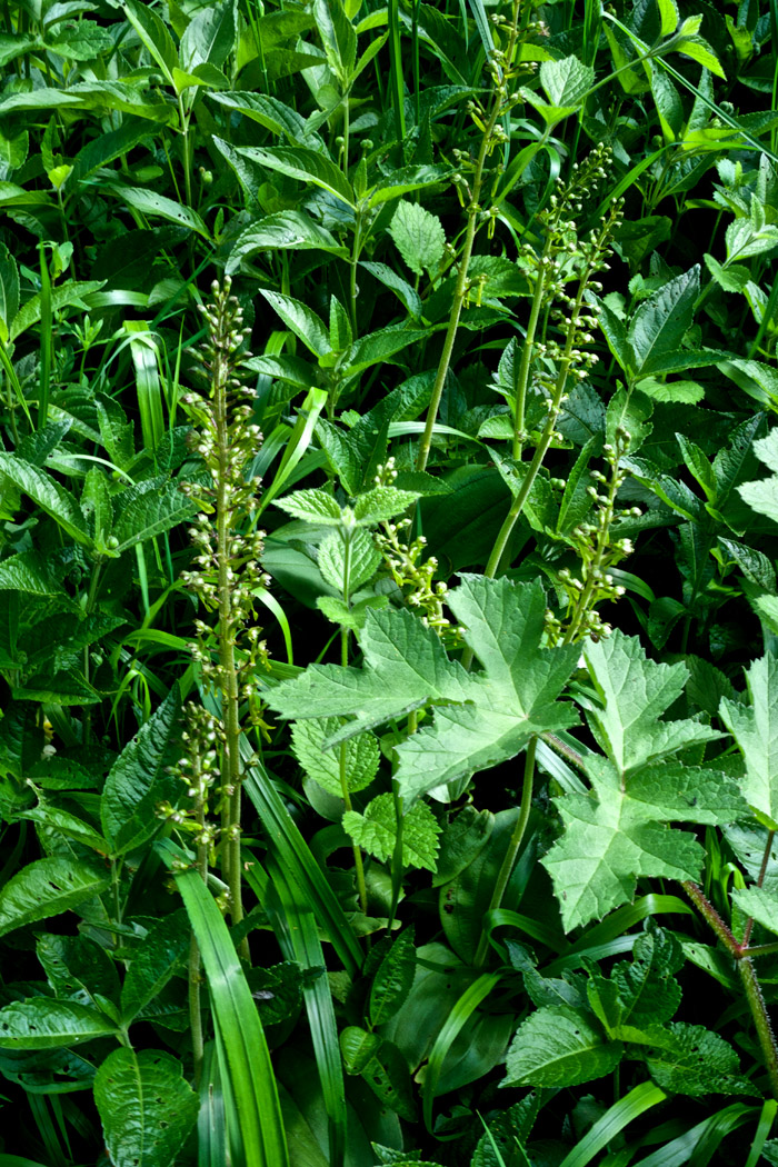 Twayblade1605163