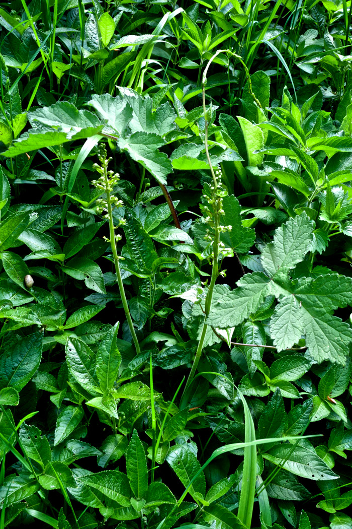 Twayblade1605164