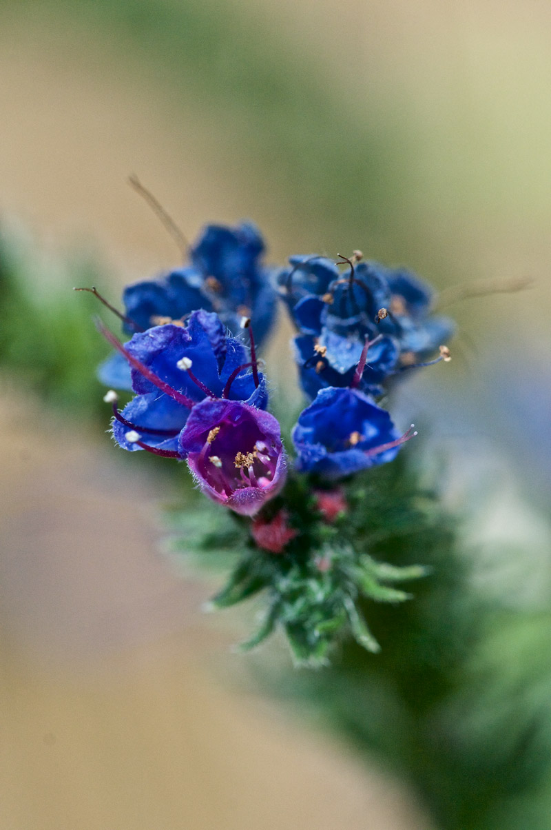 Viper&#39;sBugloss2407161