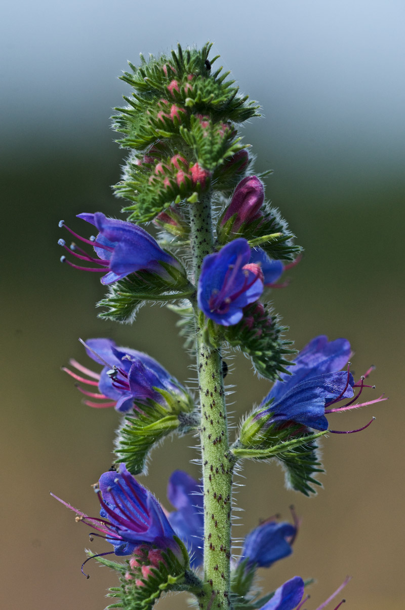 Viper&#39;sBugloss2407162