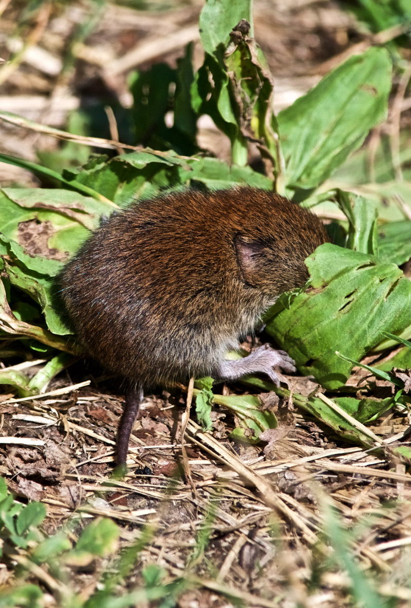 Vole2408161