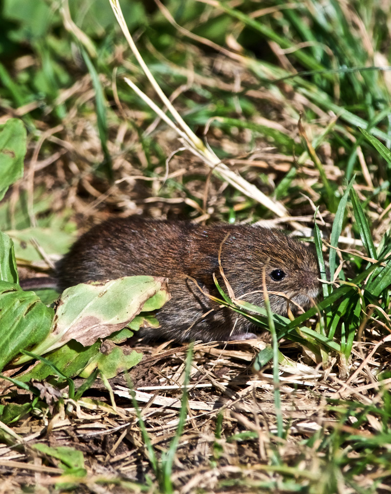 Vole2408163