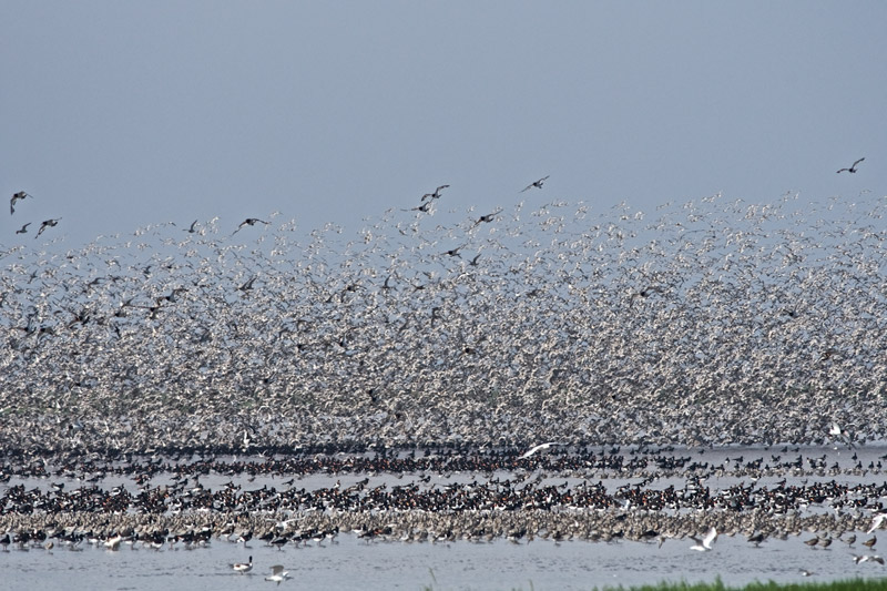 Waders2508161