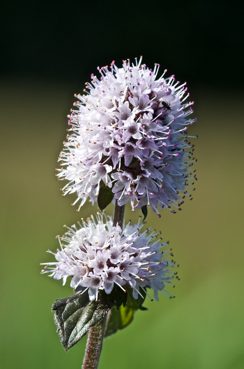 WaterMint2908161