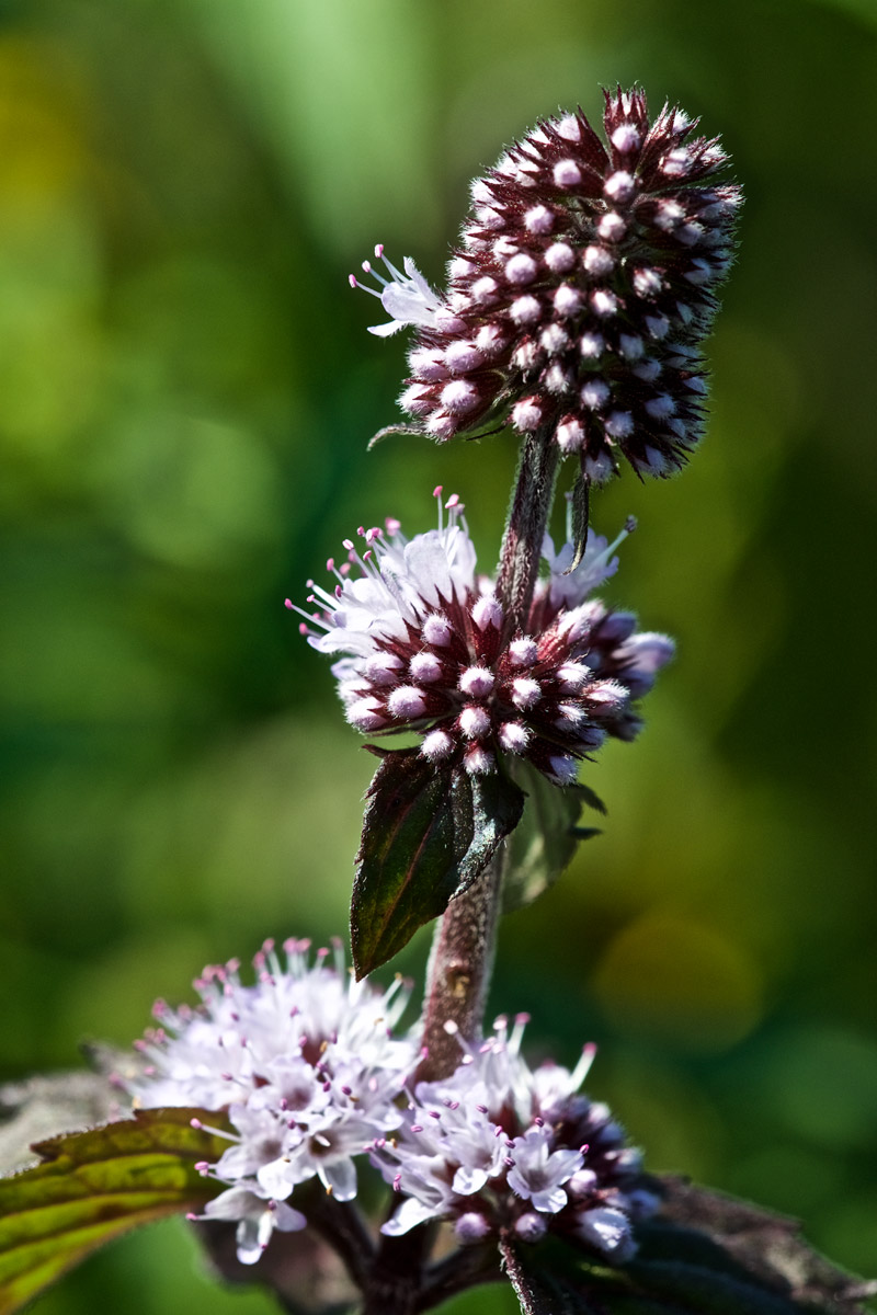 WaterMint2908162