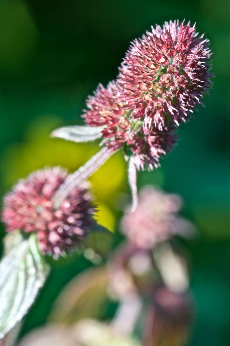 WaterMint2908163