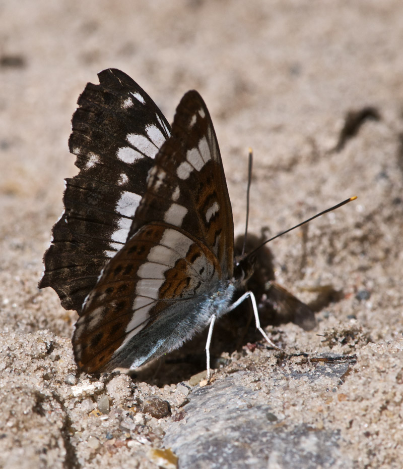 WhiteAdmiral2207161