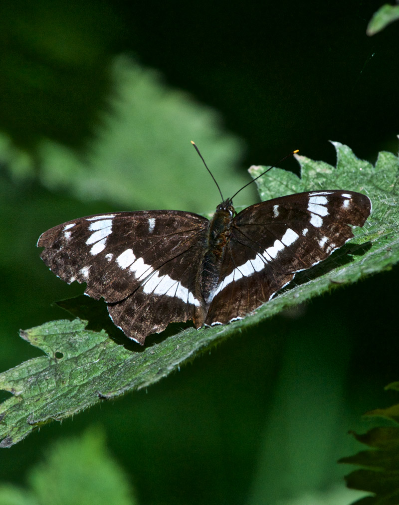 WhiteAdmiral2207162