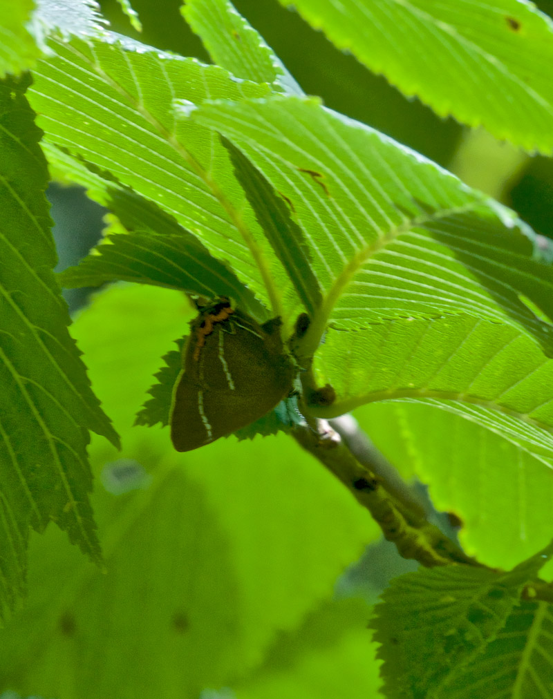 WhiteLetterHairstreak2207161