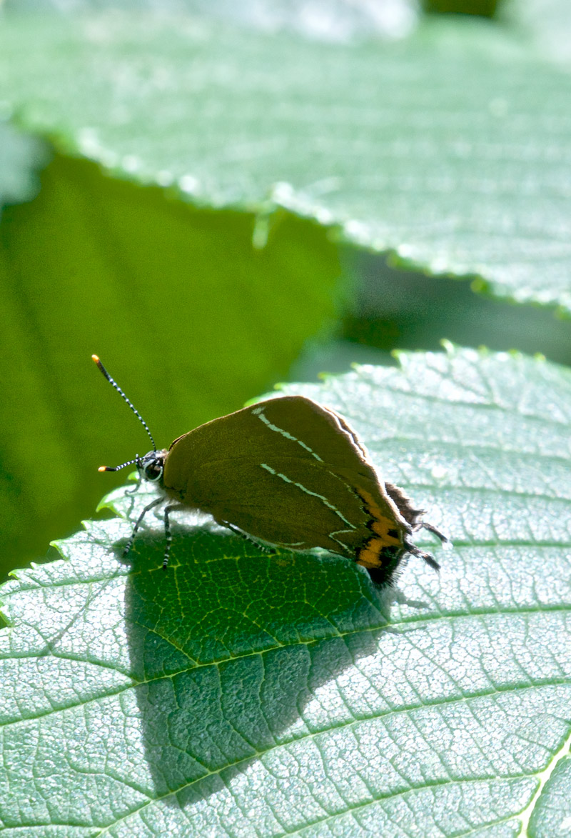 WhiteLetterHairstreak2207162