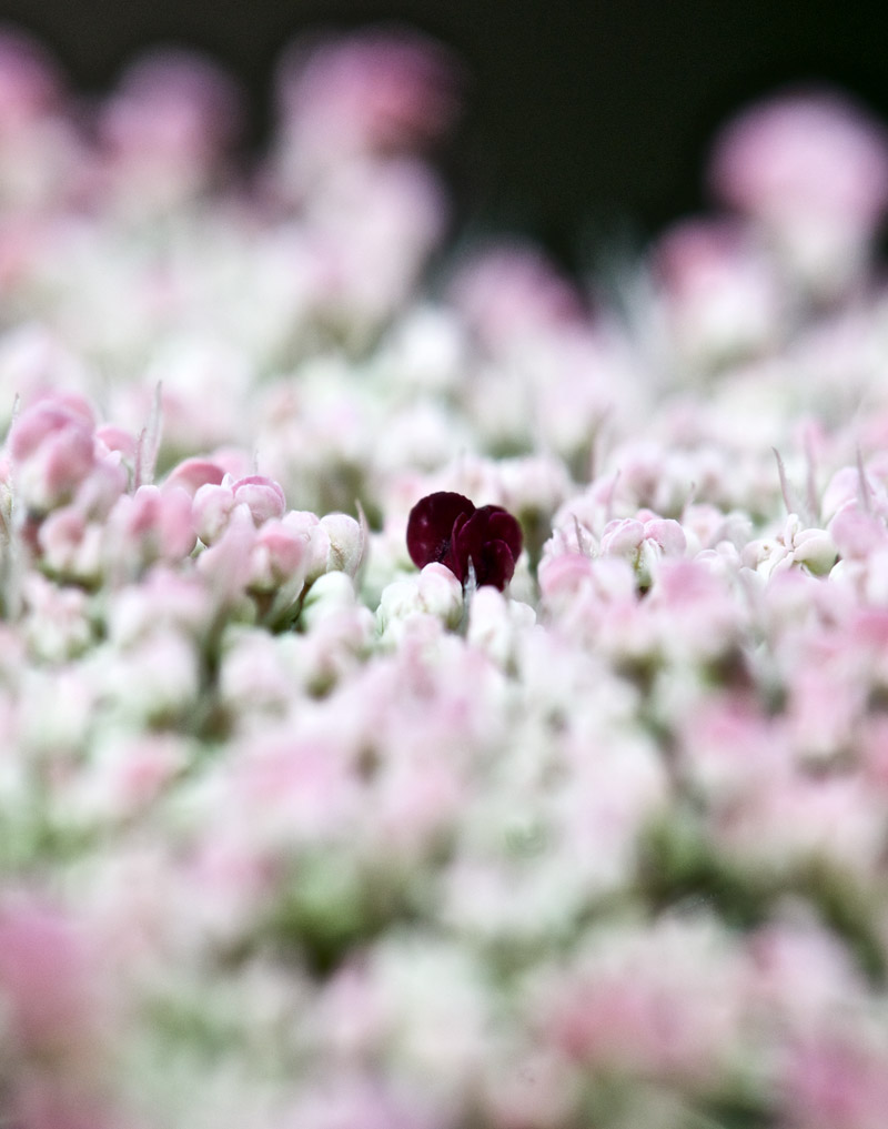 WIldCarrot1107161