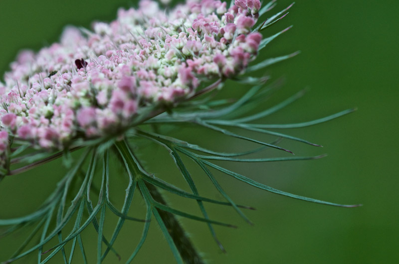 WIldCarrot1107162