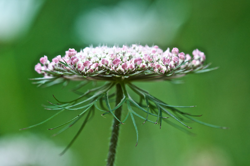 WildCarrot1107163