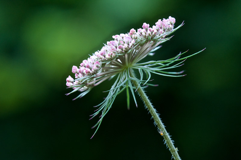 wildCarrot1107164