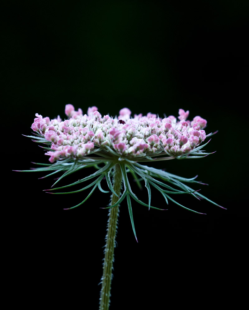 WildCarrot1107165