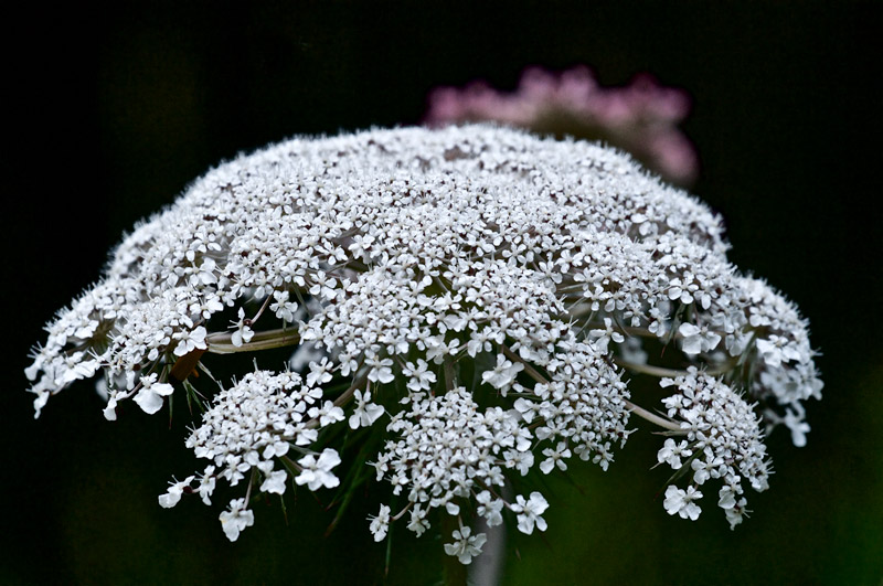 WildCarrot1107166