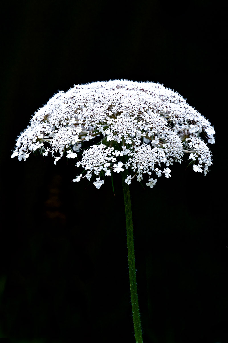 WildCarrot1107167