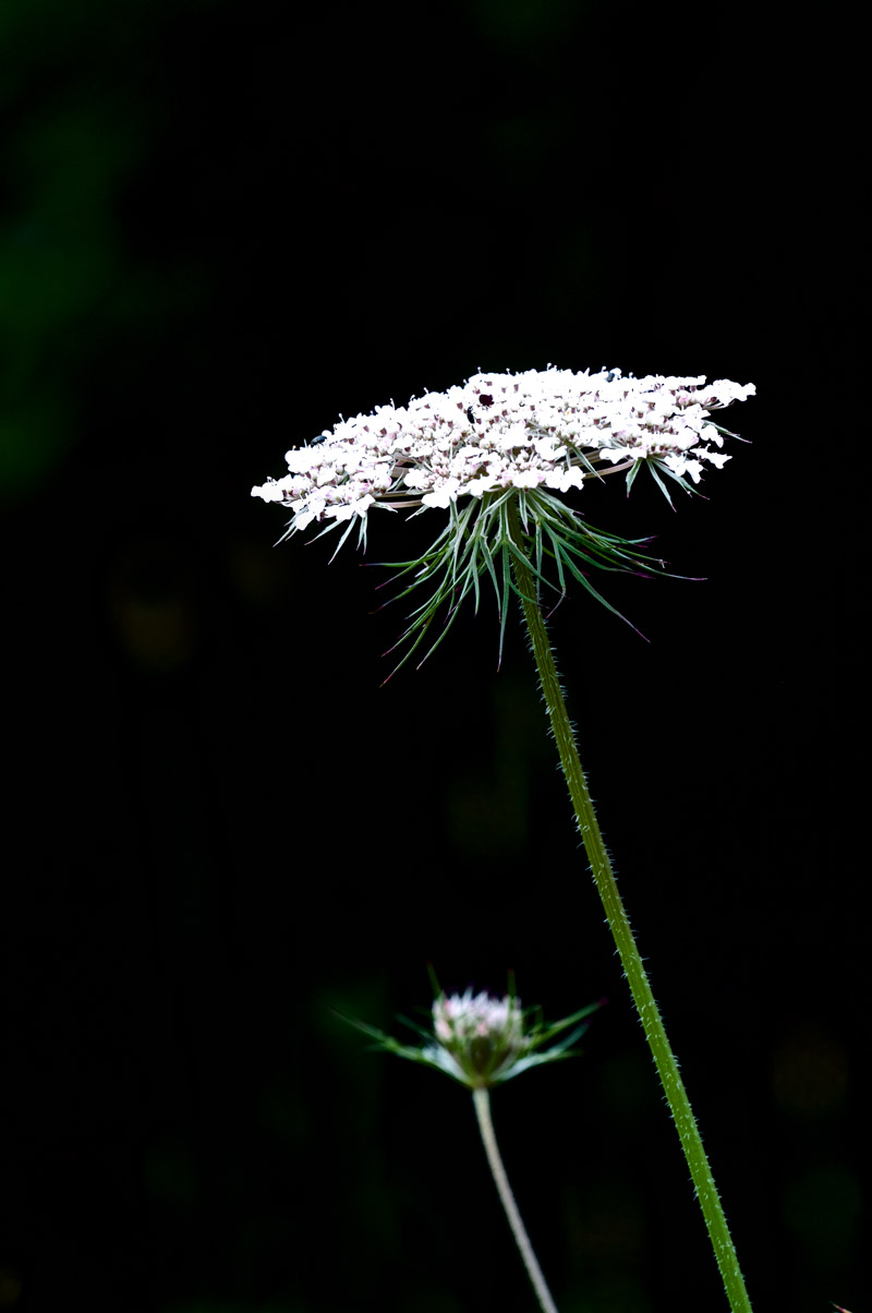 WildCarrot1107168