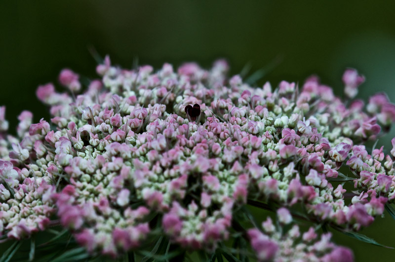 WIldCarrot1107169