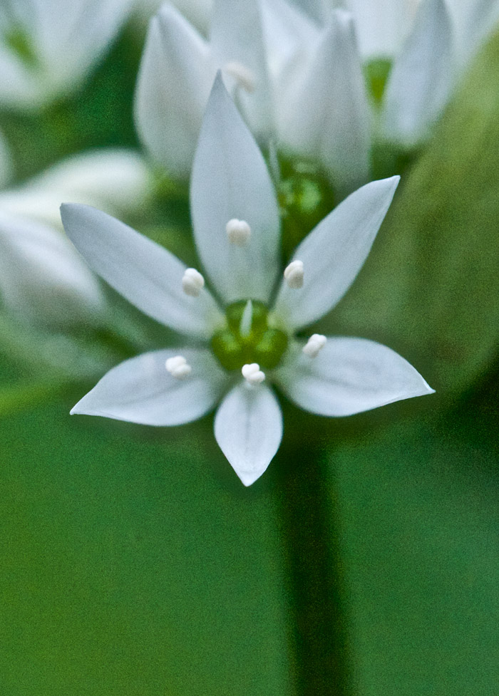 Wildgarlic1105161