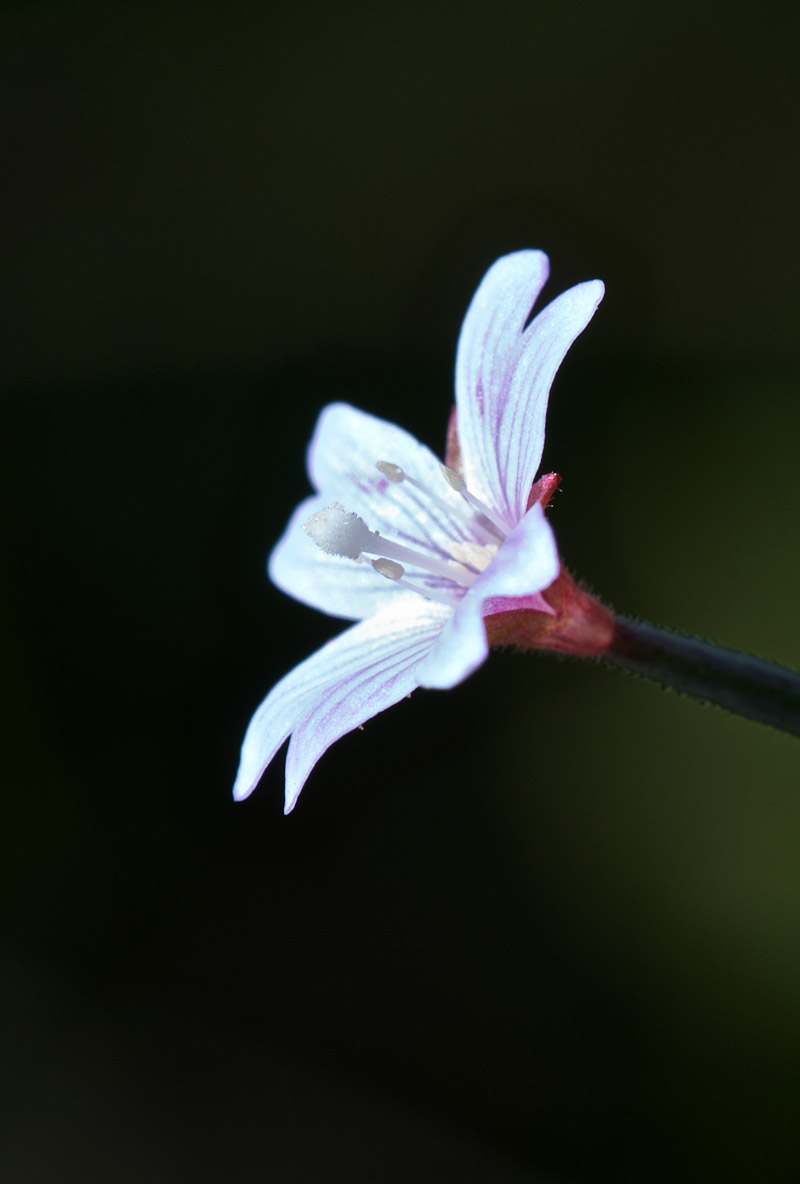 willowHerb1208161