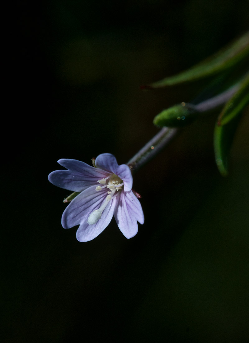 WillowHerb1208162