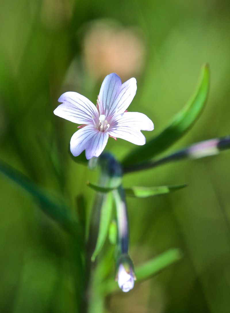 Willowherb1208163