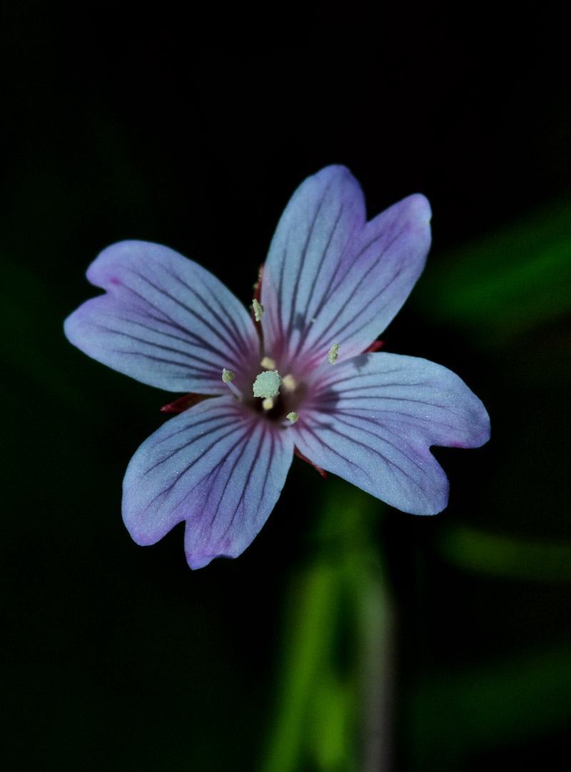 Willowherb1208164