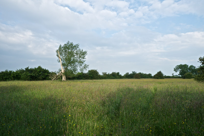 WInk&#39;sMeadow1906161