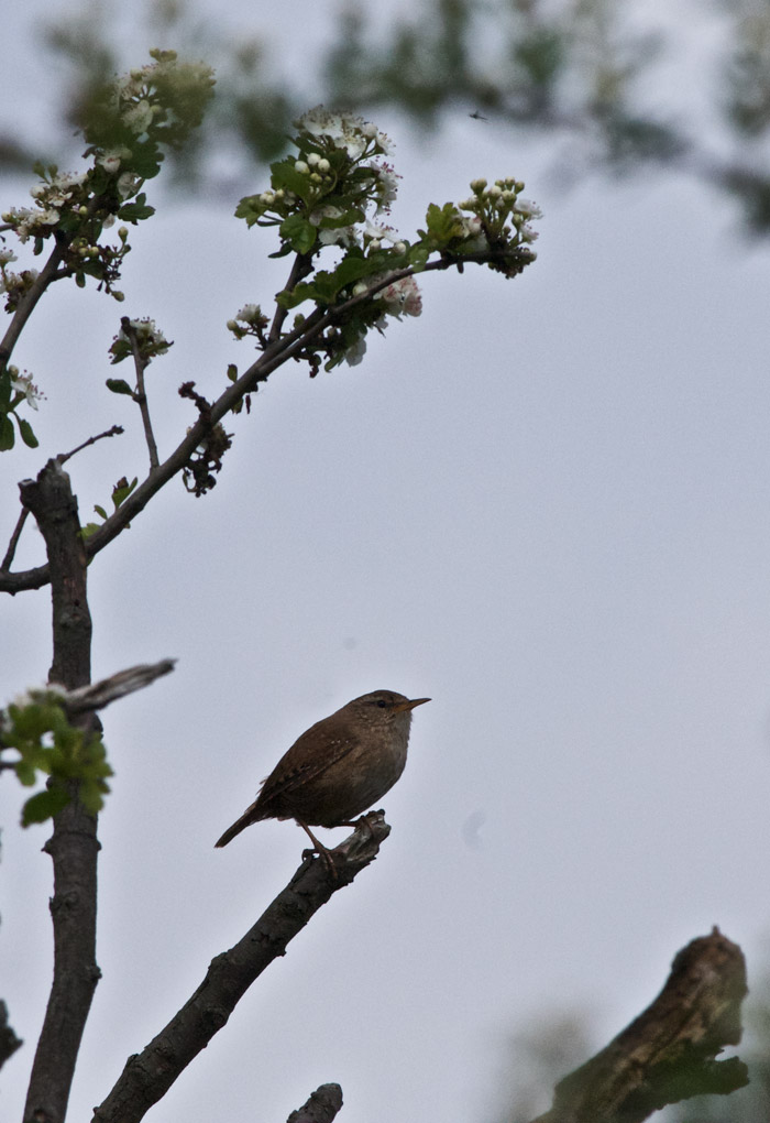 Wren1505161