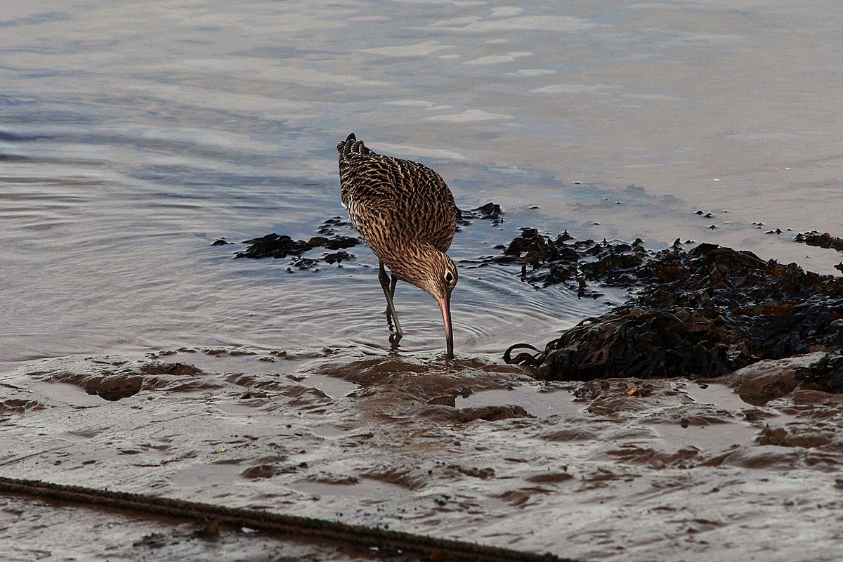 Curlew - Wells 20/12/16