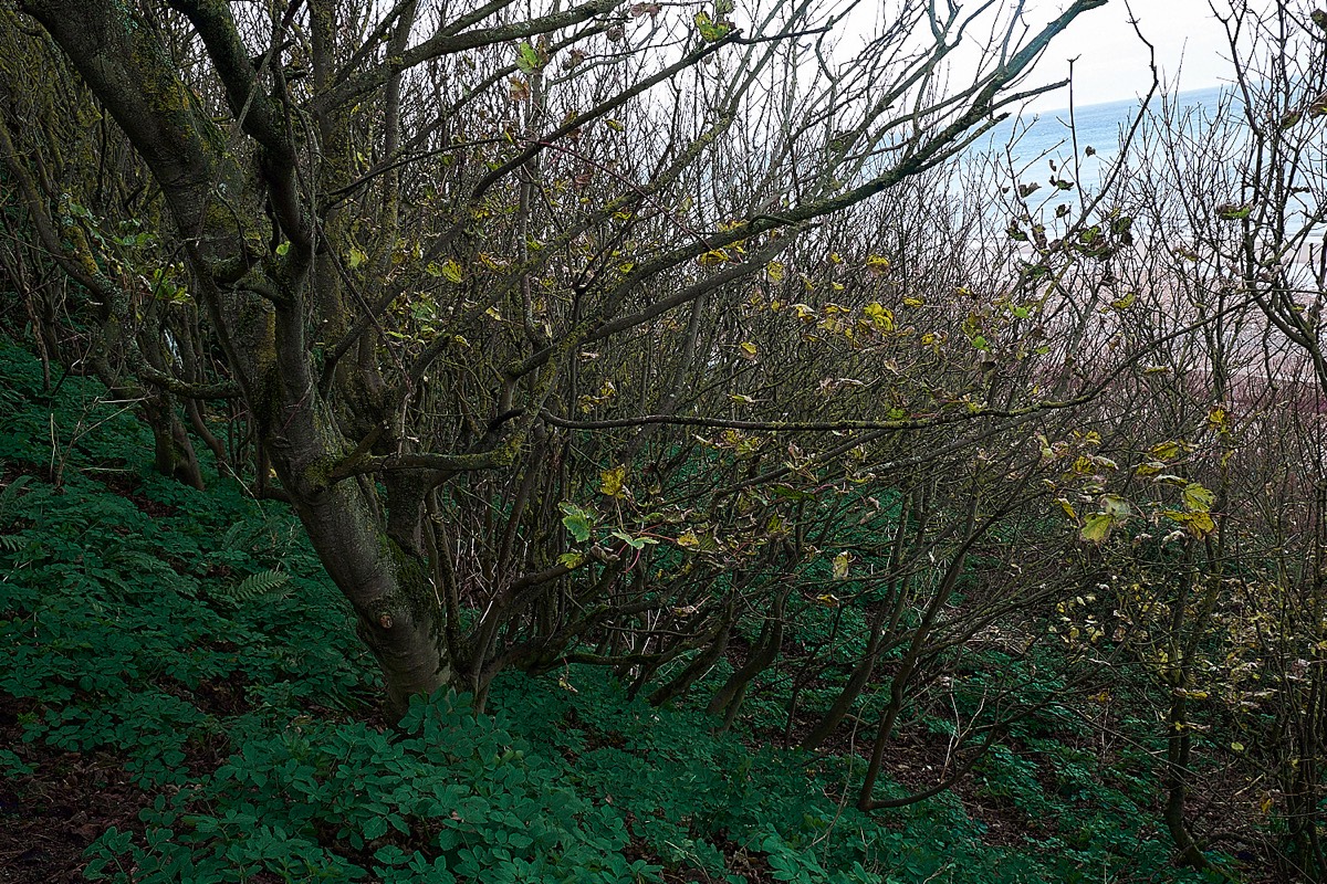 Sycamore growth on Cromer Cliff  16/11/22