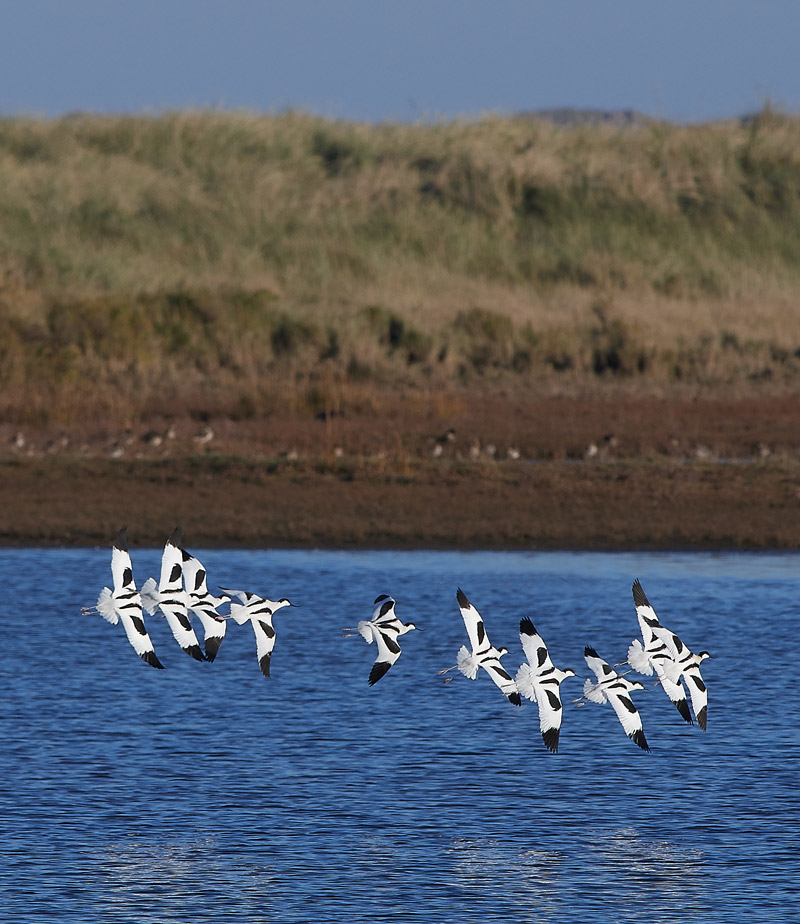 Avocet2911161