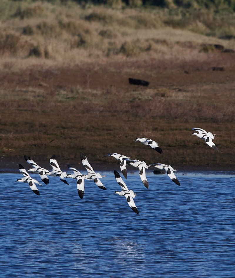 Avocet2911162