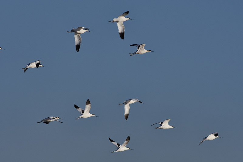 Avocet2911163